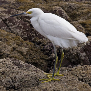 Aigrette neigeuse