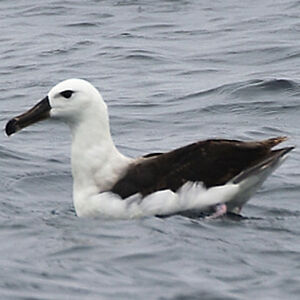 Black-browed Albatross