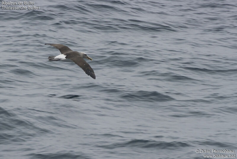 Buller's Albatross, Flight