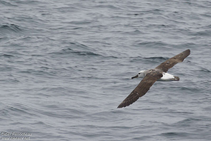 Albatros de Bullersubadulte, identification