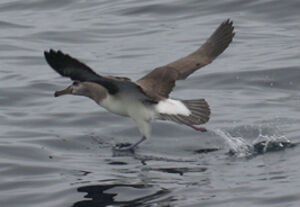Buller's Albatross
