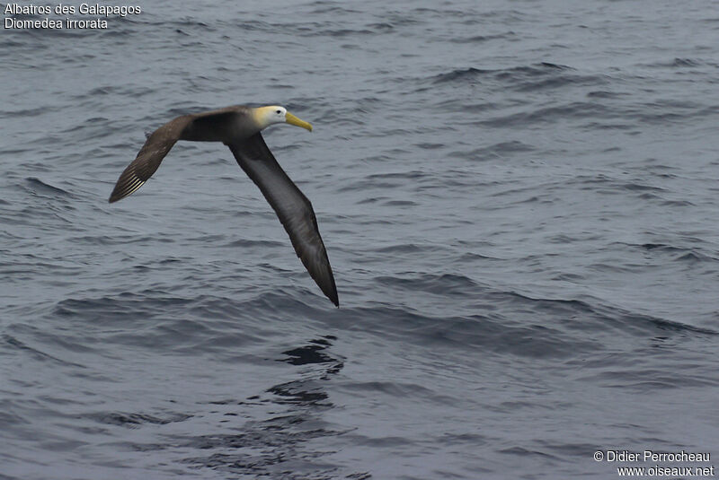 Albatros des Galapagos, Vol