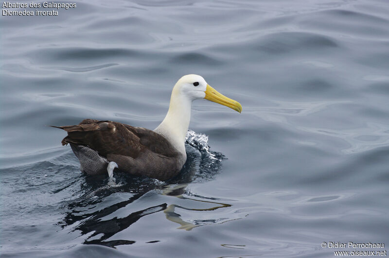 Waved Albatross, identification