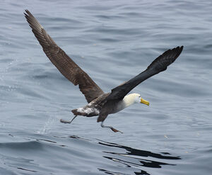 Albatros des Galapagos
