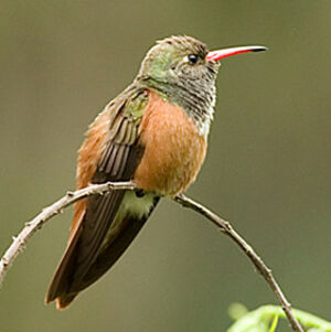Amazilia Hummingbird