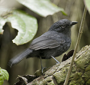 Batara unicolore