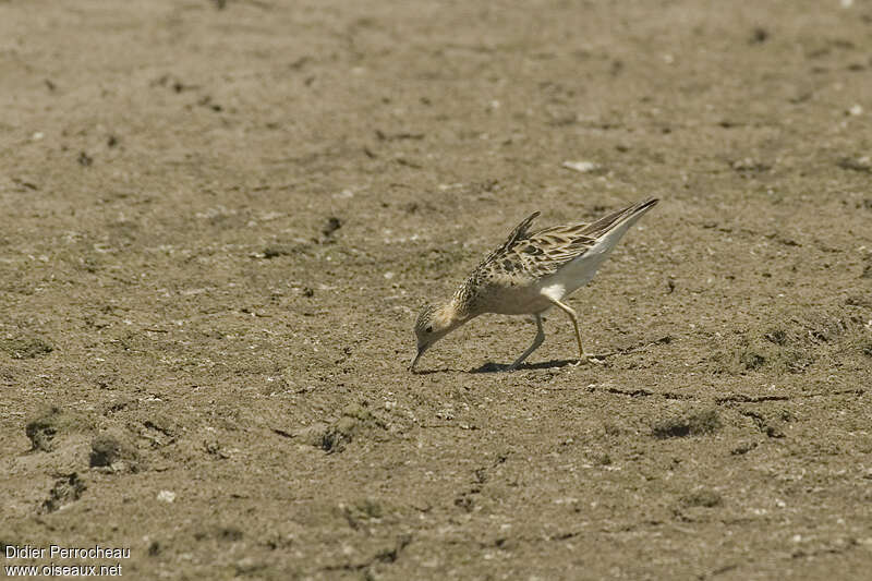 Buff-breasted Sandpiper, camouflage, pigmentation, fishing/hunting