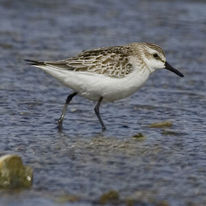 Semipalmated Sandpiper 
&copy; Didier Perrocheau