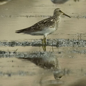 Pectoral Sandpiper 
&copy; Didier Perrocheau
