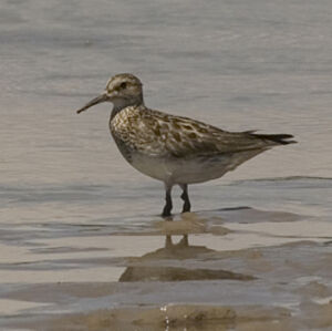 Pectoral Sandpiper 
&copy; Didier Perrocheau