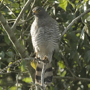 Roadside Hawk