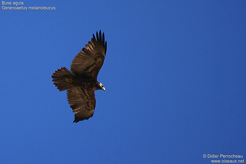 Black-chested Buzzard-Eagleimmature, Flight