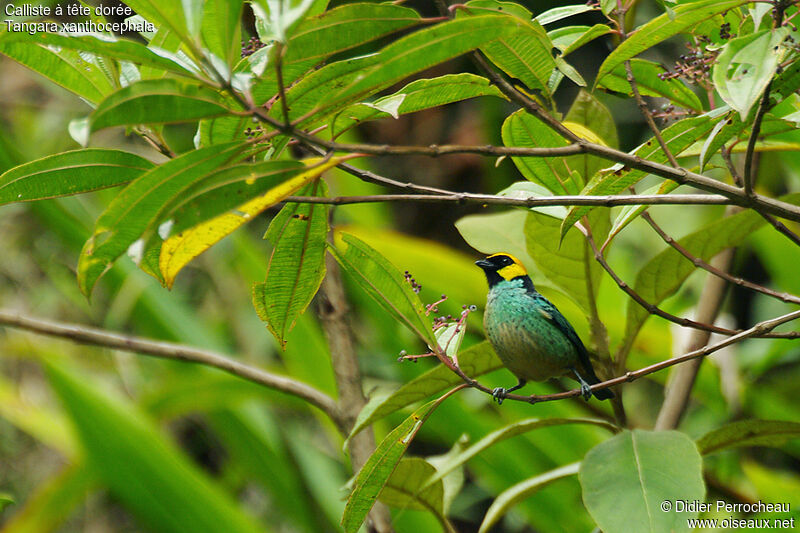 Saffron-crowned Tanager, identification