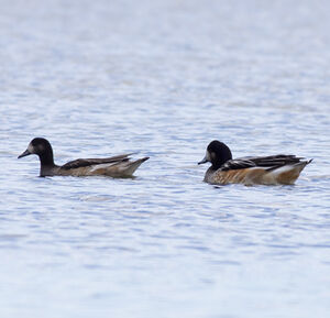 Chiloe Wigeon