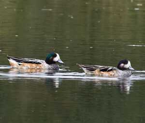 Chiloe Wigeon