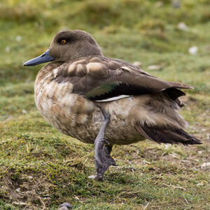 Canard huppé