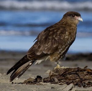 Chimango Caracara