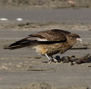 Chimango Caracara