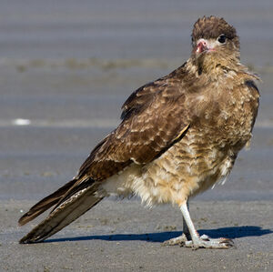 Chimango Caracara