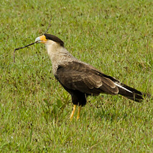 Southern Crested Caracara
