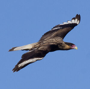 Southern Crested Caracara