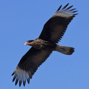 Southern Crested Caracara