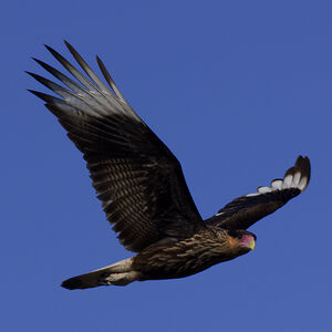 Southern Crested Caracara