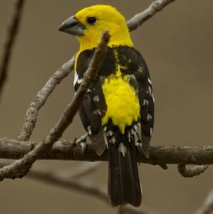 Southern Yellow Grosbeak