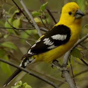 Southern Yellow Grosbeak