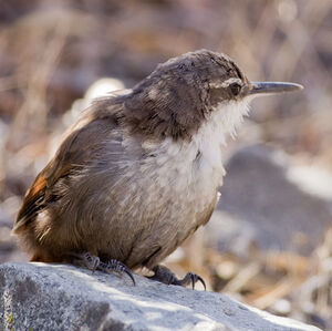 Chilia des rochers