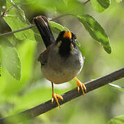Buff-bridled Inca Finch