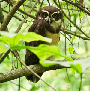 Spectacled Owl
