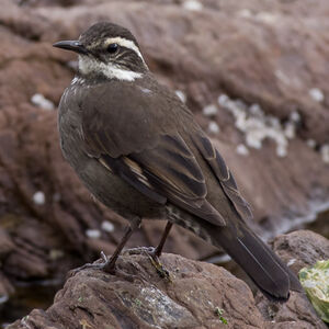 Dark-bellied Cinclodes
