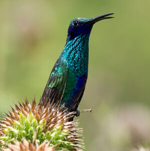 Colibri anaïs