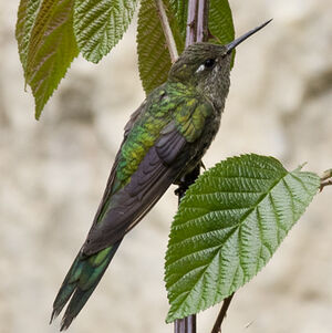 Colibri comète