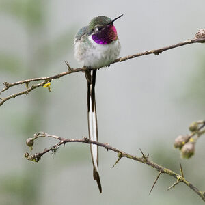 Colibri cora