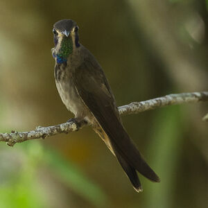Brown Violetear