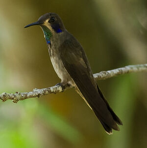 Brown Violetear