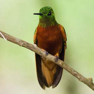 Colibri de Matthews