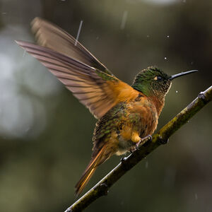 Colibri de Matthews
