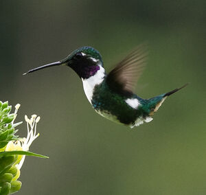 Colibri de Mulsant