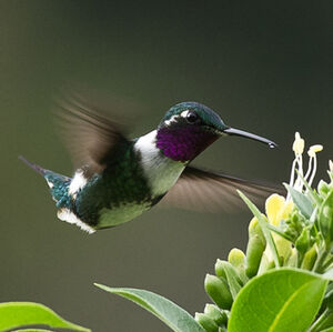 Colibri de Mulsant