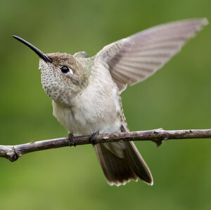 Spot-throated Hummingbird