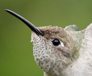 Spot-throated Hummingbird