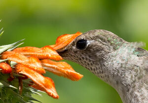 Spot-throated Hummingbird