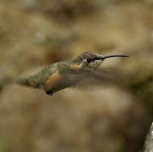 Purple-collared Woodstar