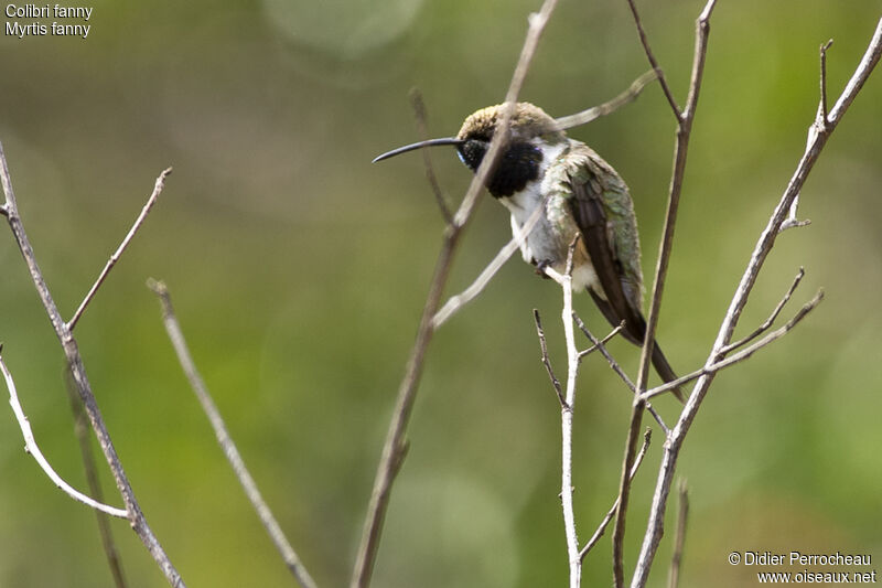 Colibri fanny mâle adulte