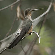 Giant Hummingbird