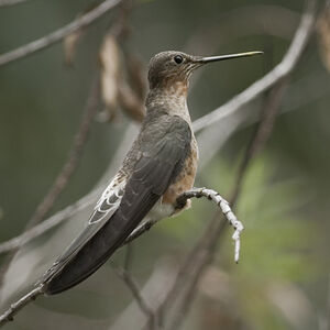 Colibri géant