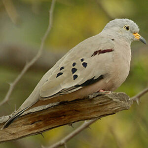 Colombe � bec jaune